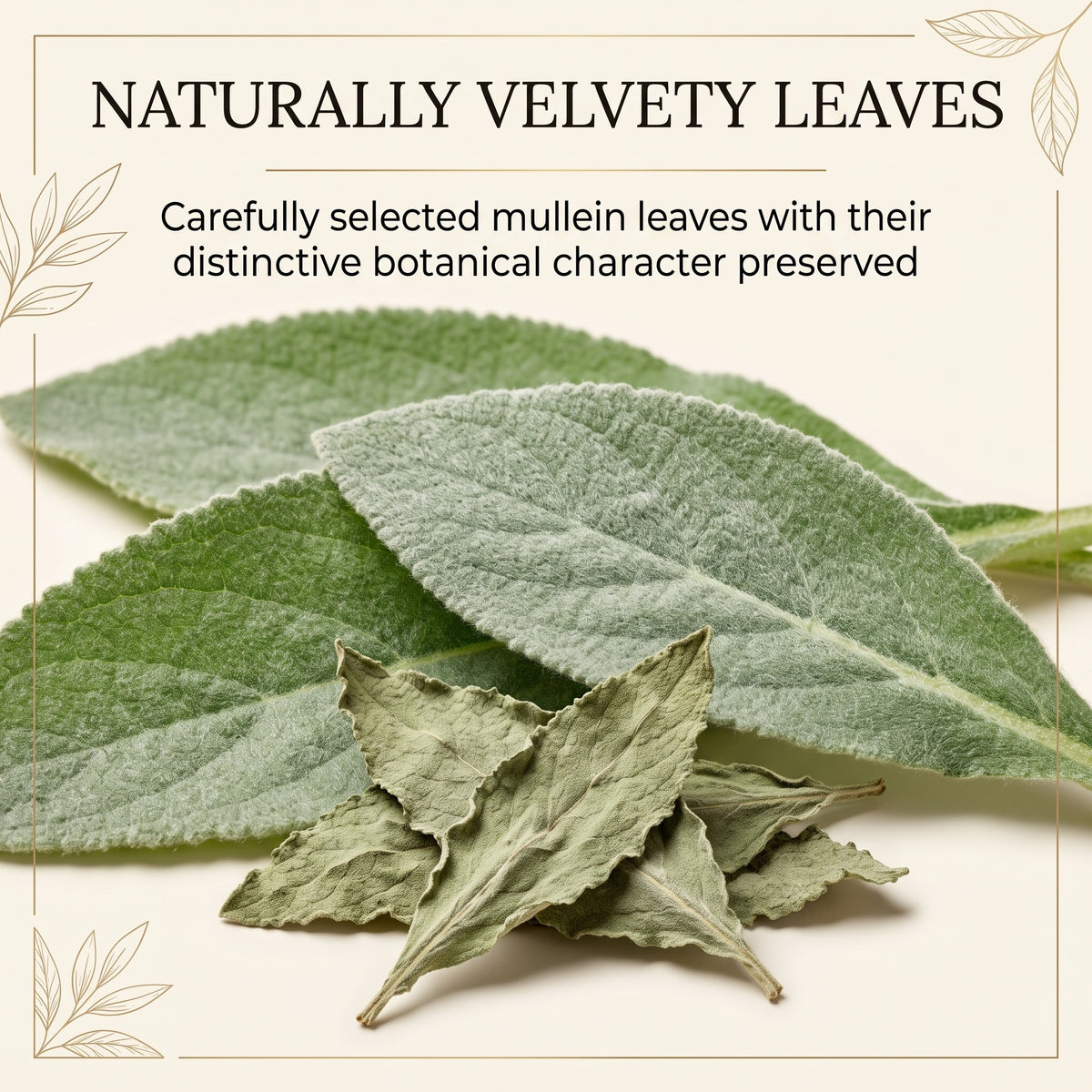 Mullein naturally velvety leaves