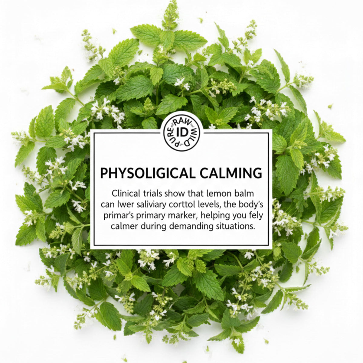 Lemon Balm 50g