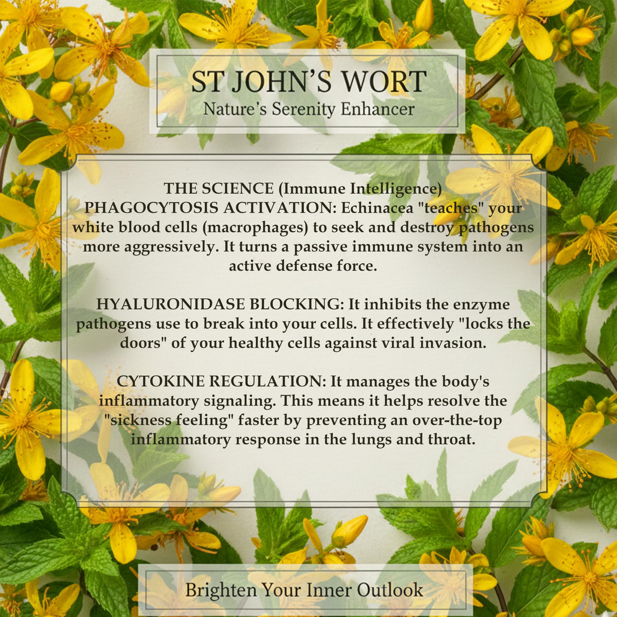 St John’s Wort Tea 20 Bags