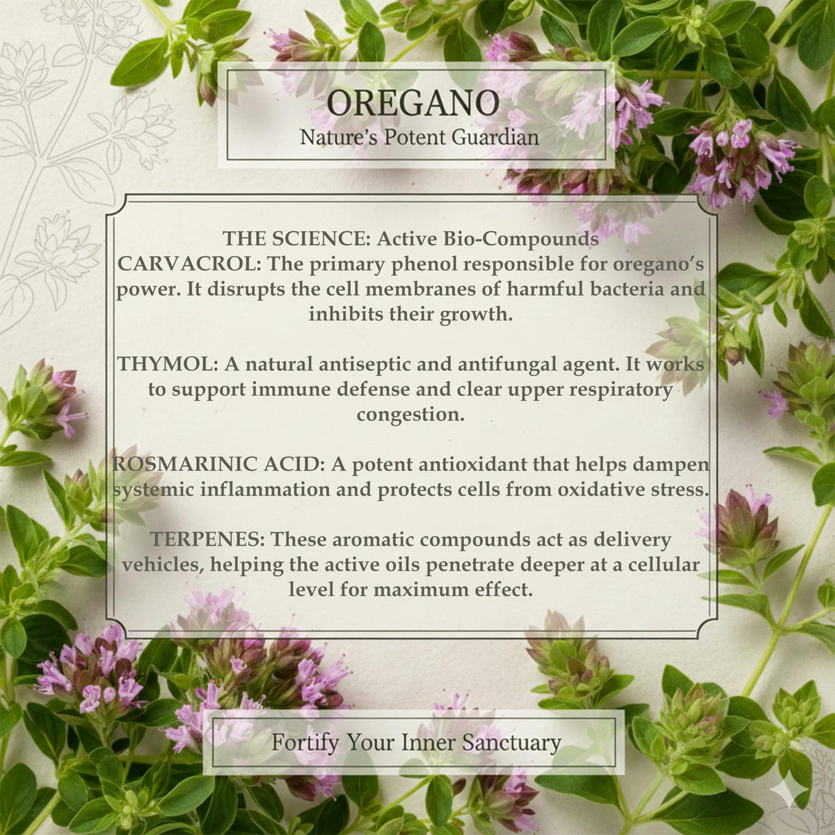 Oregano Tea 20 Bags